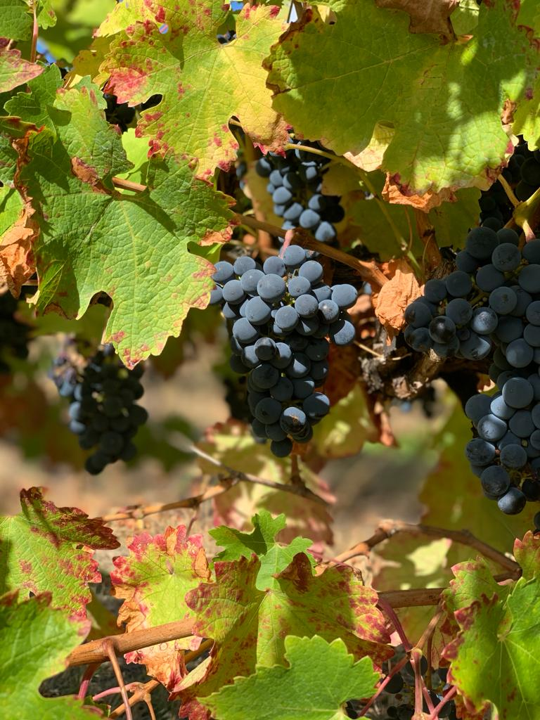 Cabernet Sauvignon