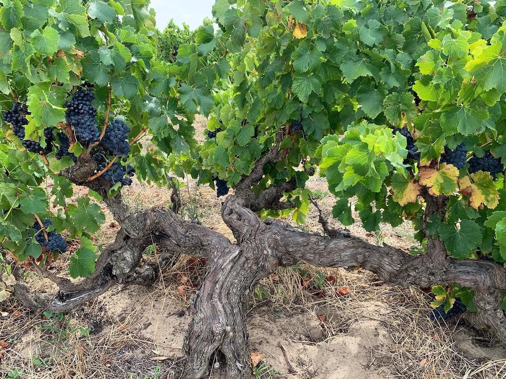 Featured Wines