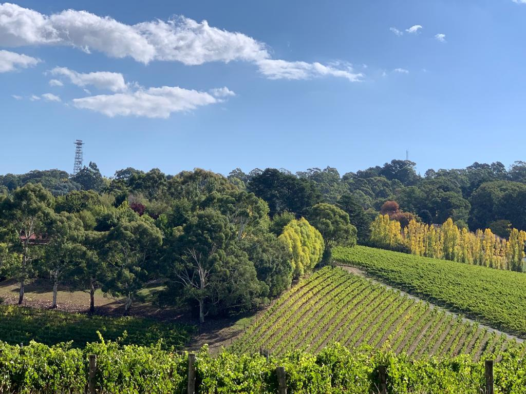 Chardonnay