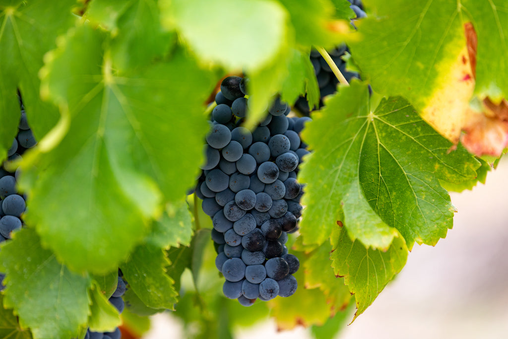 old vine grenache bunch mclaren vale